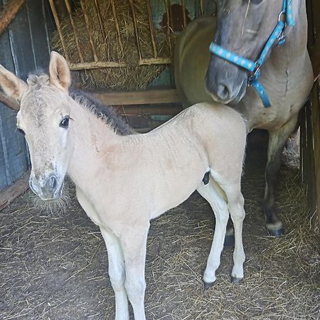 Sudecka Chata Bystrzyca Kłodzka Esterno foto
